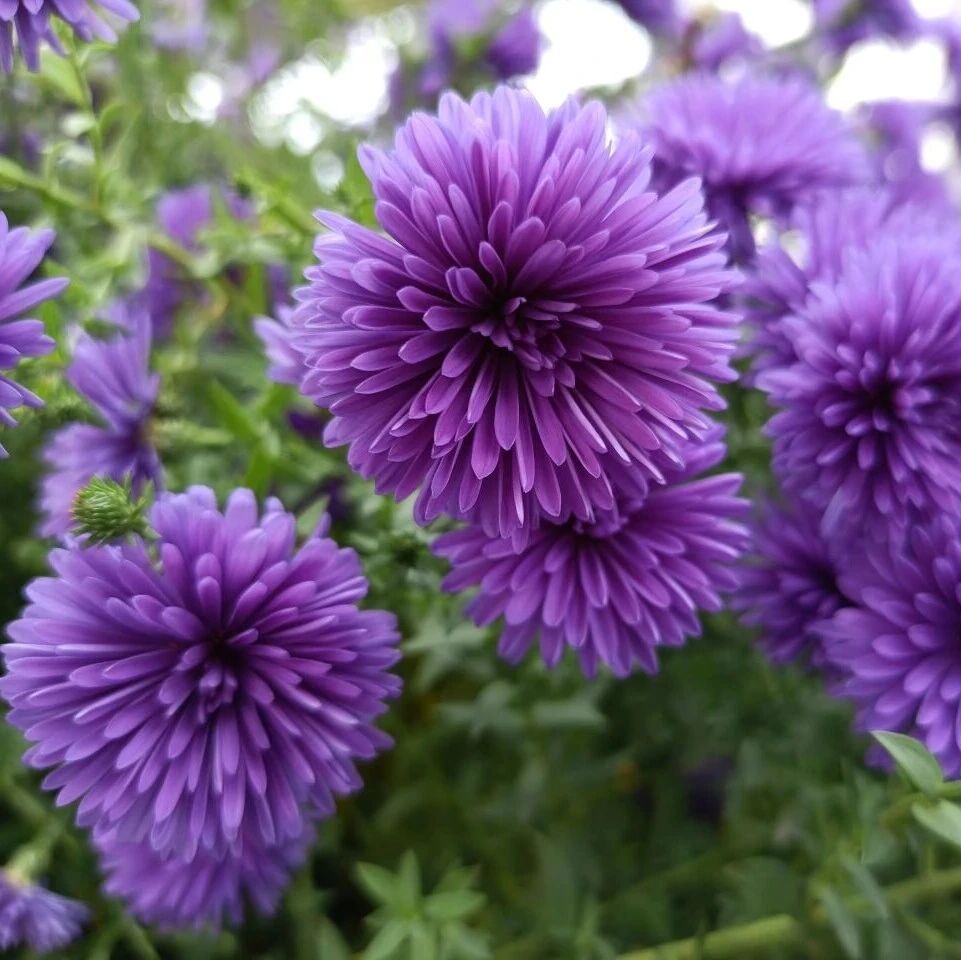 诗词 | 岁序匆匆十月尽，人间再逢十一月