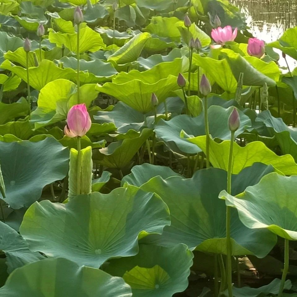 诗词 | 绿树阴浓夏日长，诗情画意待君赏