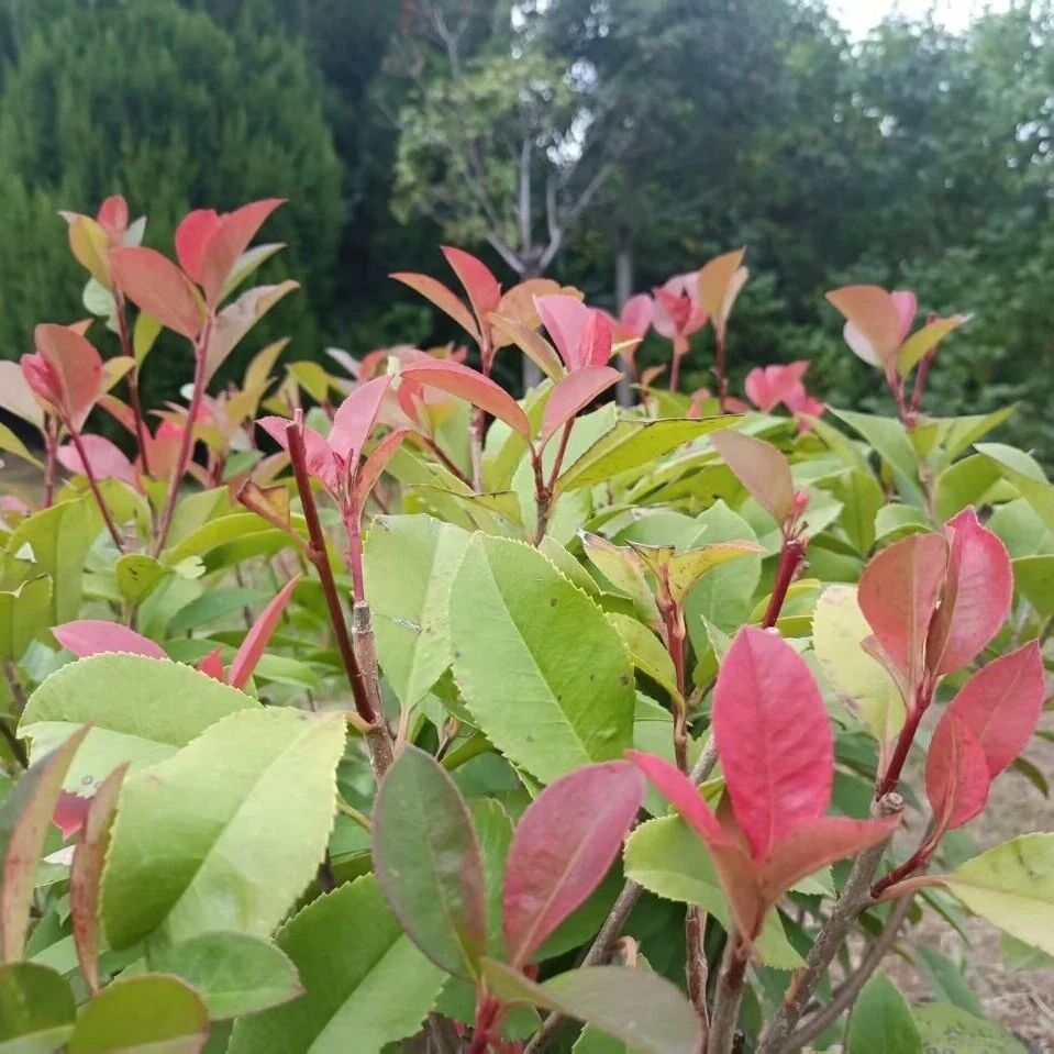 诗词 | 人间秋色染山河，枫染时光醉仲秋