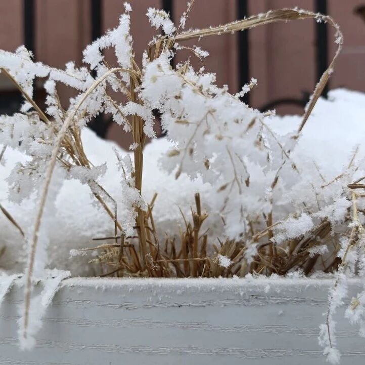 诗词 | 正是一年好冬景，且待落雪又逢君