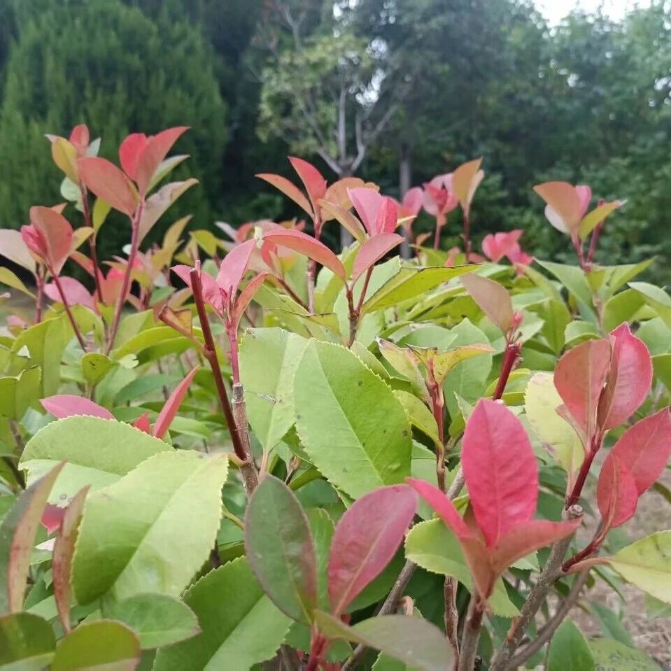 诗词 | 晨有清逸暮有闲，心有清欢岁月暖
