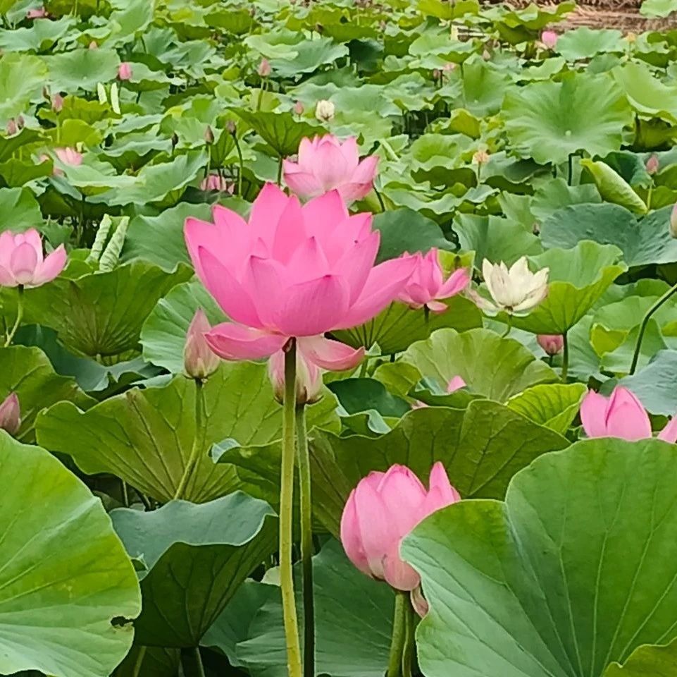 诗词 | 半窗山色来云外，一枕荷香风满怀