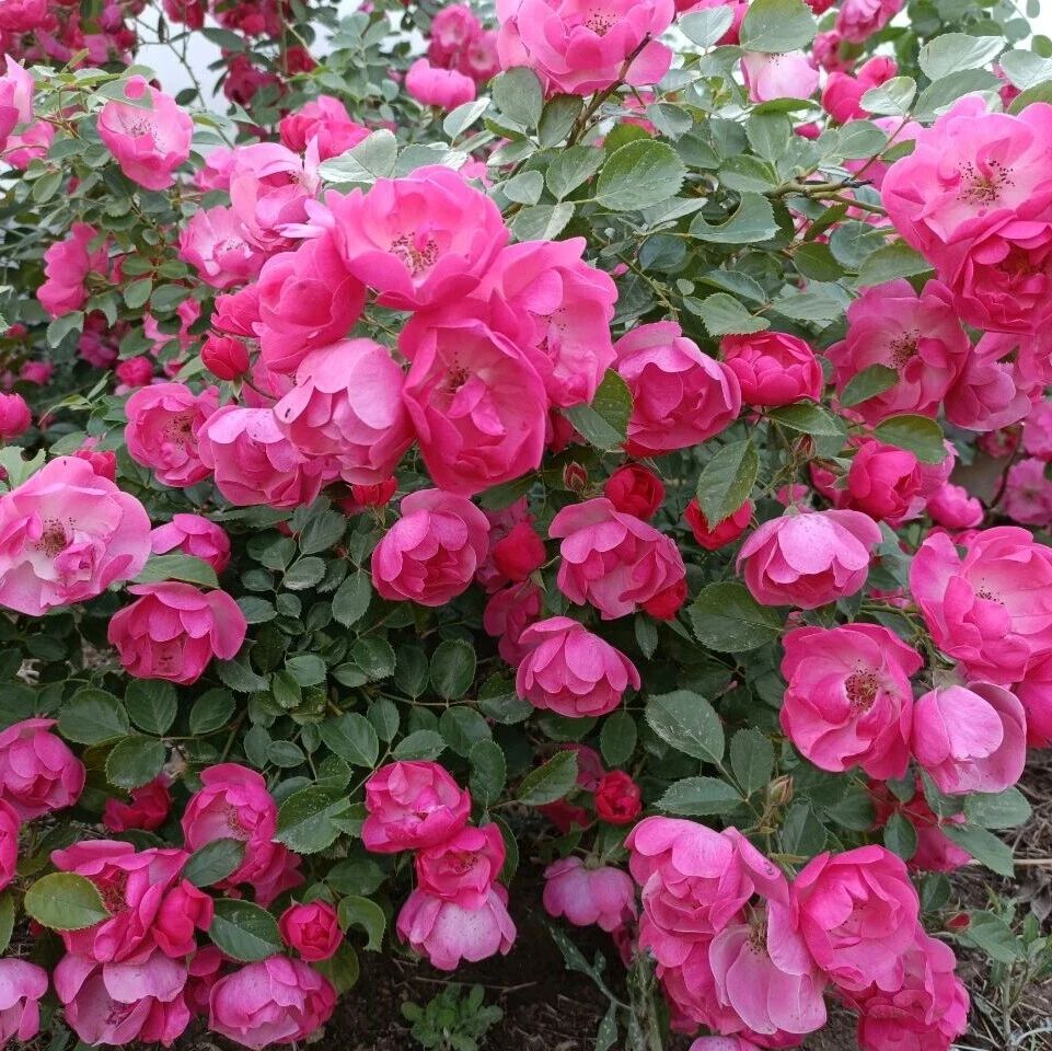 诗词 | 十一国庆：共庆盛世华诞，惟愿国泰家安