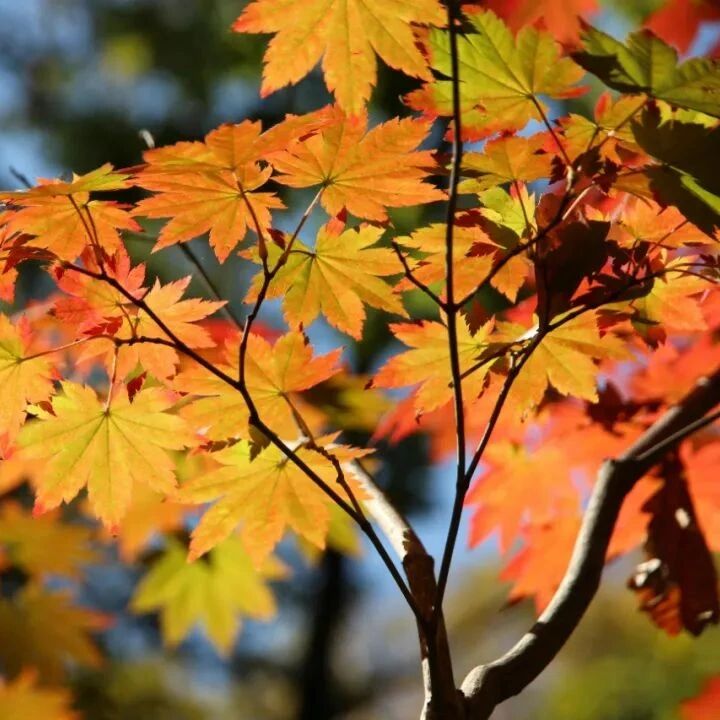 诗词 | 苏轼笔下的秋天，美到极致，写尽人生百味！