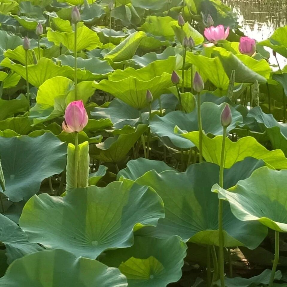 诗词 | “千古词帝”李煜笔下50句金句，总有一句惊艳过你