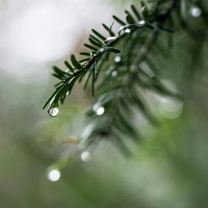 诗词 | 一场秋雨一场寒，一缕秋思一缕暖