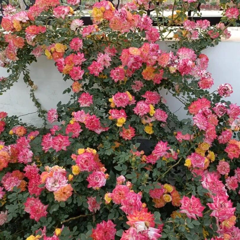 诗词丨致女人：春风十里不如你，灼灼桃花不及卿