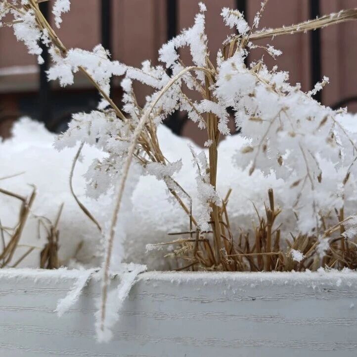 诗词 | 温茶看雪落，岁岁不知寒