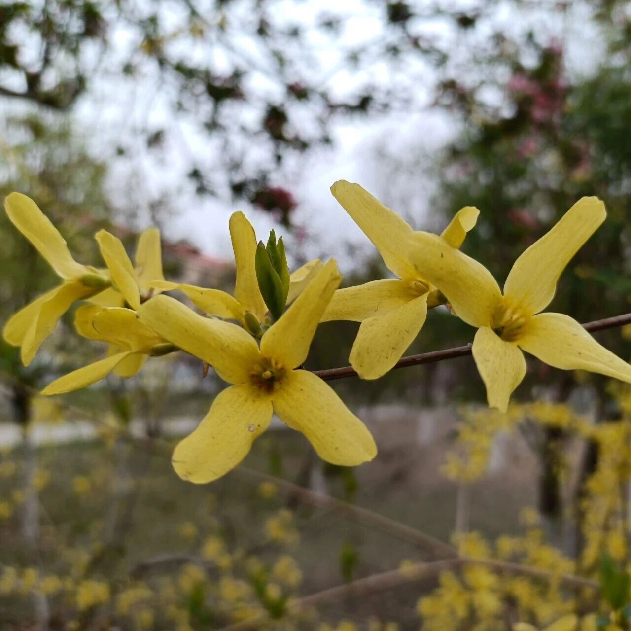 诗词 | 小年将至，马年味浓，100句“马”字诗词，伴您春风得意迎新岁！
