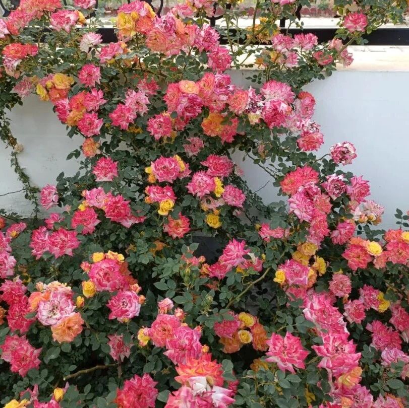 诗词丨明日高考 | 愿孩子笔下生花，愿你从容守望