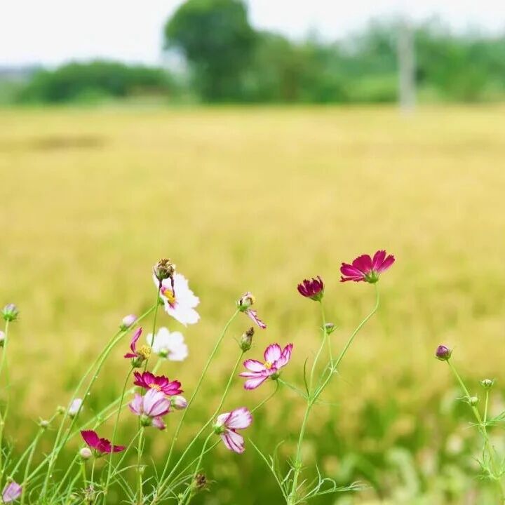 好书推荐少儿绘本 | 比起乖巧听话，孩子更需要情绪自愈力