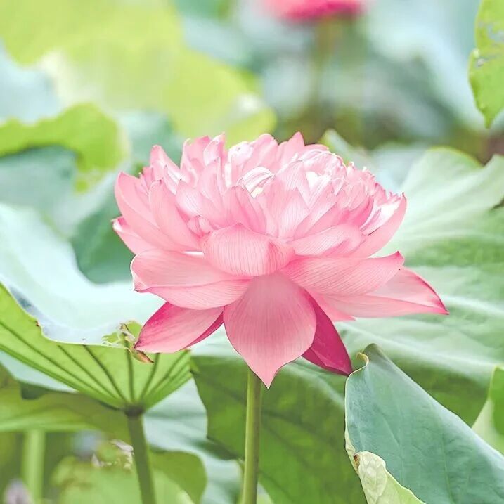 好书推荐少儿绘本 | 绘说二十四节气·处暑