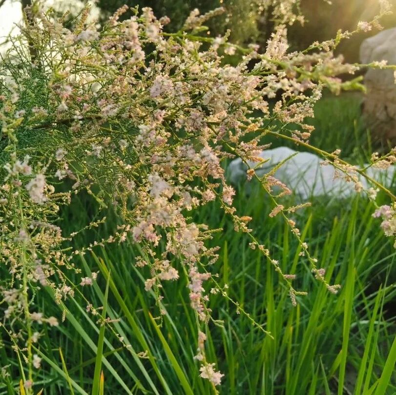 立秋丨吃好三样，喝三样，做三样，平安过秋天！（为家人收藏 ）